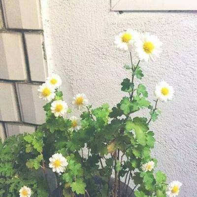 江湖舞擂手游